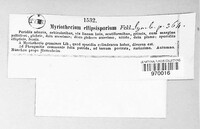 Myrothecium ellipsosporum image